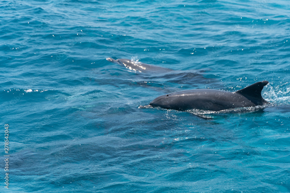 Obraz premium Dolphin watch...