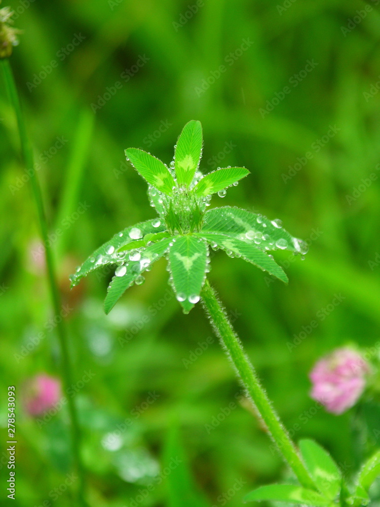 雨の土手に茂るアカツメクサの葉 雨の土手に茂るアカツメクサの葉