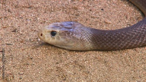 Steady, close up shot of an Australian Copperhead snake resting its head on sand. photo