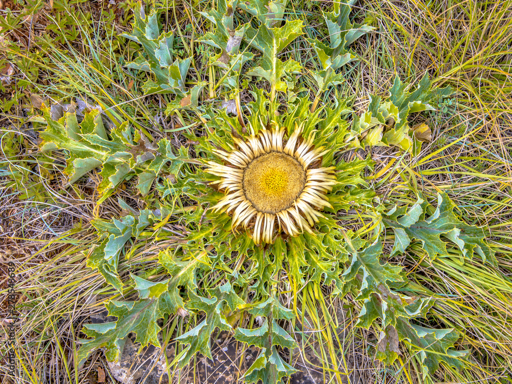 Stemless carline thistle crop Stemless carline thistle crop