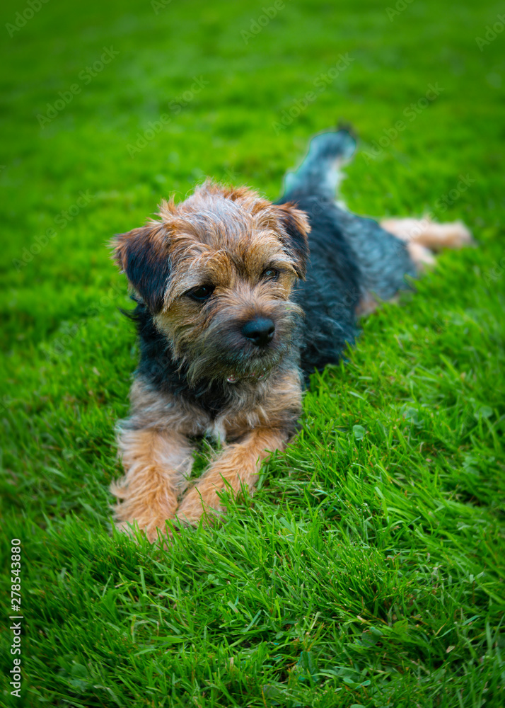Young border terrier pup laying in the grass. Young border terrier pup laying in the grass.