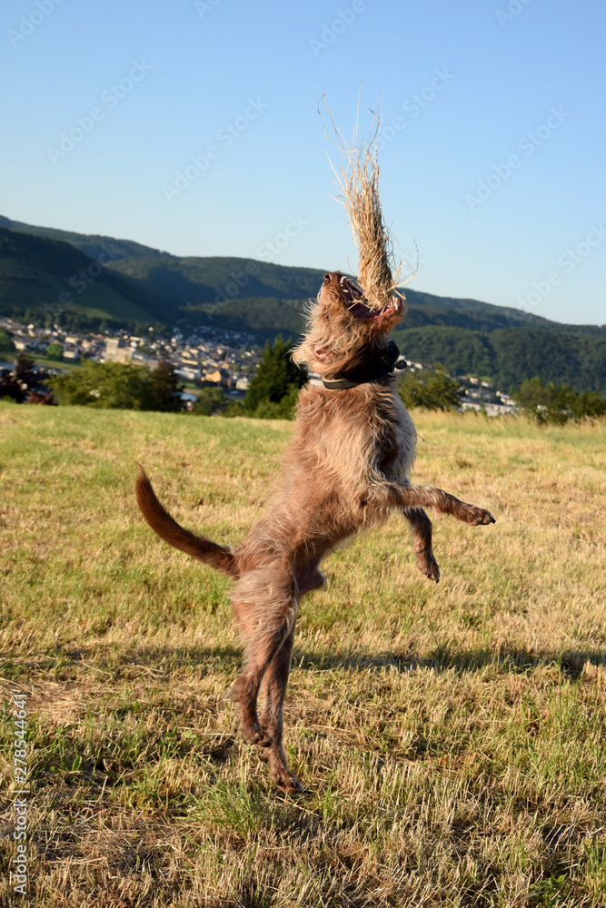 Fototapeta premium dog is hunting for straw labrador Retriever 