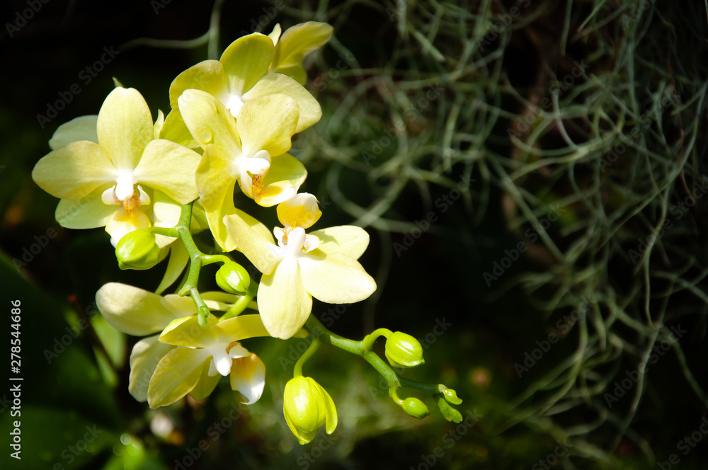 Yellow - green Orchidaceae flower in the garden with young spring leaves of the plant with natural light sunset of the sun with dramatic yellow and orange sky. Outdoor travel on wild nature. Yellow - green Orchidaceae flower in the garden with young spring leaves of the plant with natural light sunset of the sun with dramatic yellow and orange sky. Outdoor travel on wild nature.