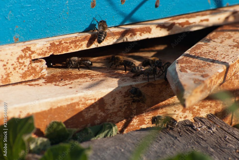 Mountain apiary. Beekeepers at work. Mountain apiary. Beekeepers at work.