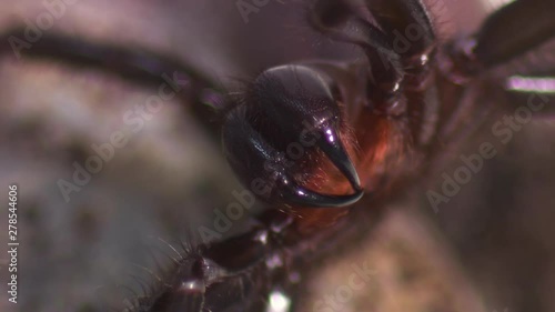 Steady, extreme close up shot of the fangs of a Sydney funnel-web spider (Atrax robustus).