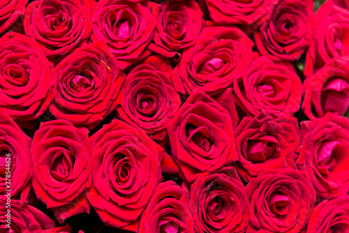 Fototapeta Naklejka Na Ścianę i Meble -  lots of red fresh roses, bouquet of flowers, red petals