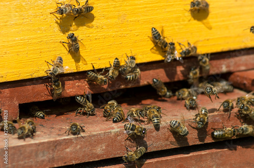 Mountain apiary. Beekeepers at work. photo