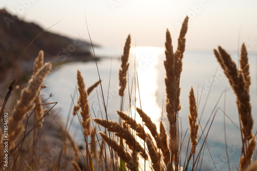 View of the sunset sea through the grass on the beach. Herbs on the sandy shore against the sunset sky. soft selective focus