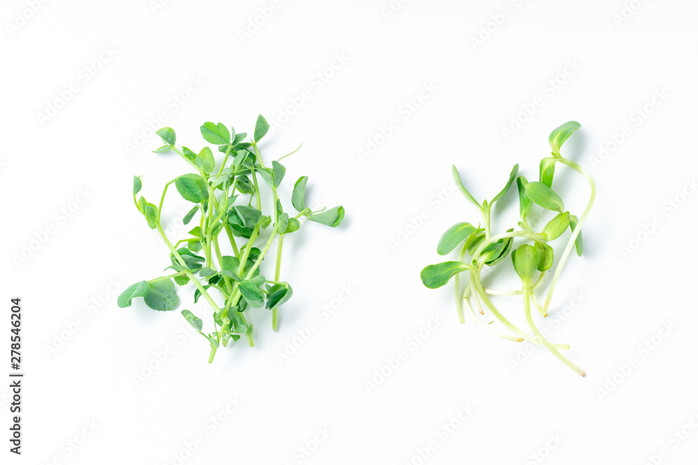 Layout with pea shoots isolated on white background Layout with pea shoots isolated on white background