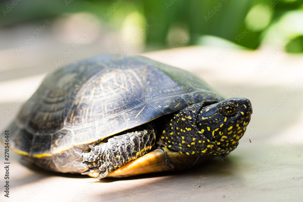 Fototapeta premium Closeup of a black and yellow spotted turtle