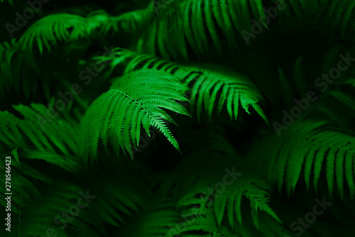 fern leaves and the dark forest stream