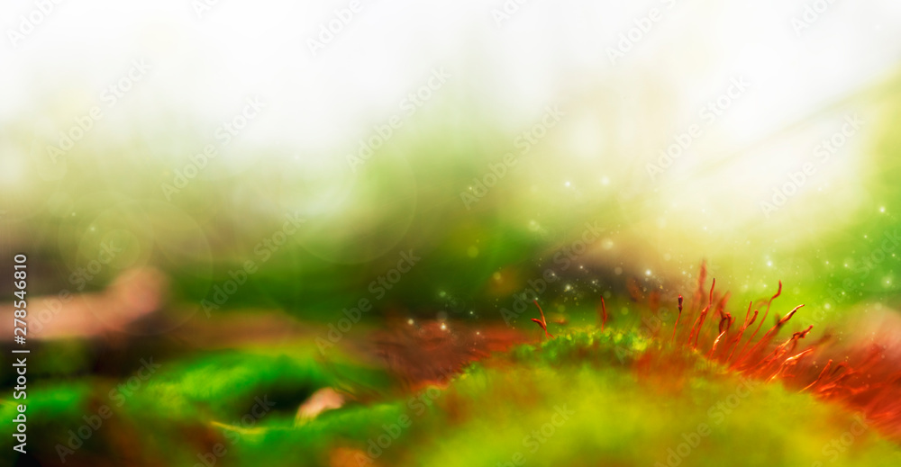 Magic forest, moss with red spore capsules close up. Colorful fairy nature, selective focus, dreamy background