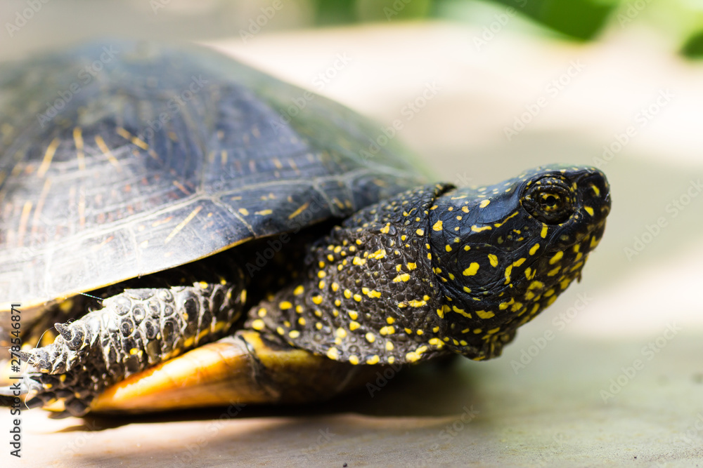 Closeup of a black and yellow spotted turtle Closeup of a black and yellow spotted turtle
