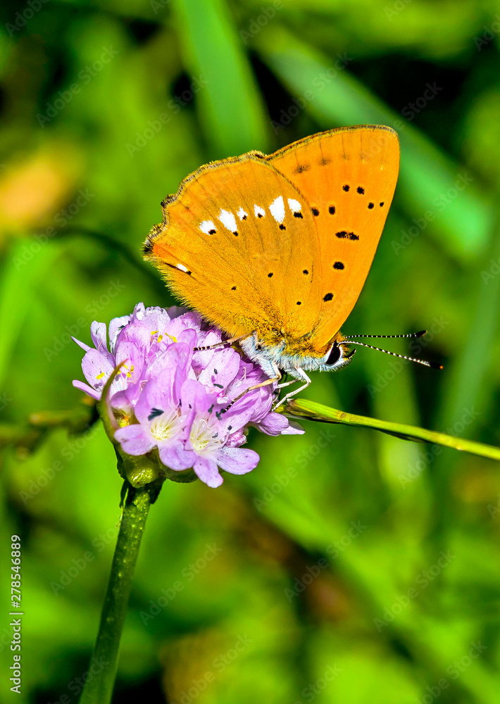 Scarce Copper Butterfly