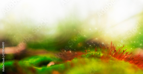 Magic forest, moss with red spore capsules close up. Colorful fairy nature, selective focus, dreamy background