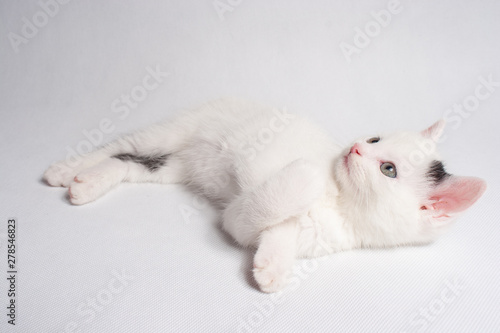 Beautiful cat lying with a smile waiting on a white background