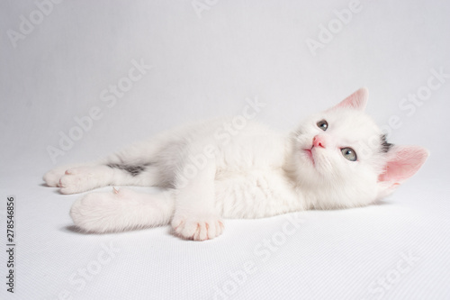 Beautiful cat lying with a smile waiting on a white background © Jaroslav Noska