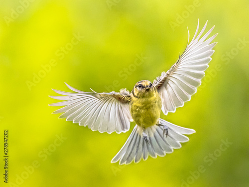 Bird in Flight on vivid green background
