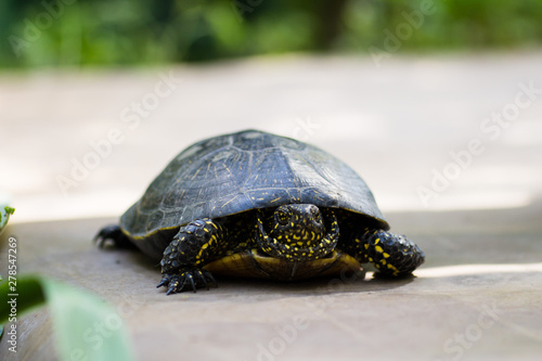Closeup of a black and yellow spotted turtle