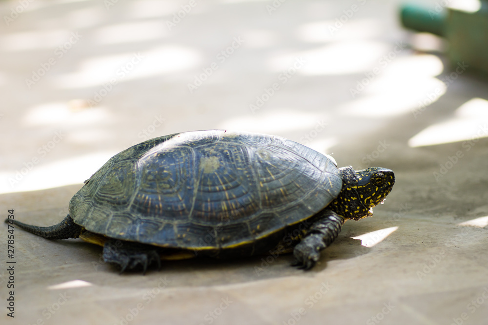 Closeup of a black and yellow spotted turtle Closeup of a black and yellow spotted turtle