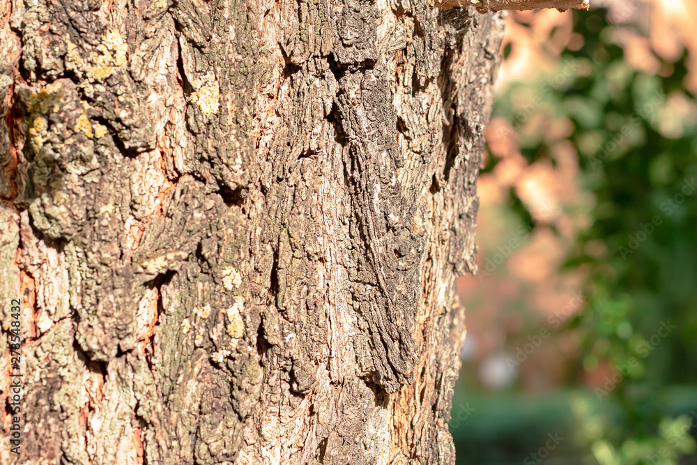 tree bark for backgrounds in high resolution tree bark for backgrounds in high resolution