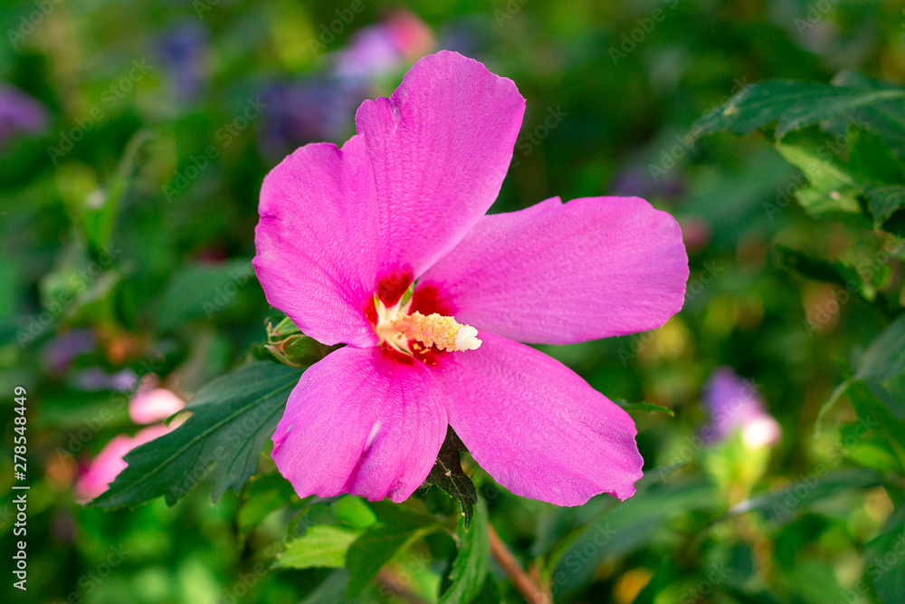 Landscape of flowers, parks and natural environment Landscape of flowers, parks and natural environment