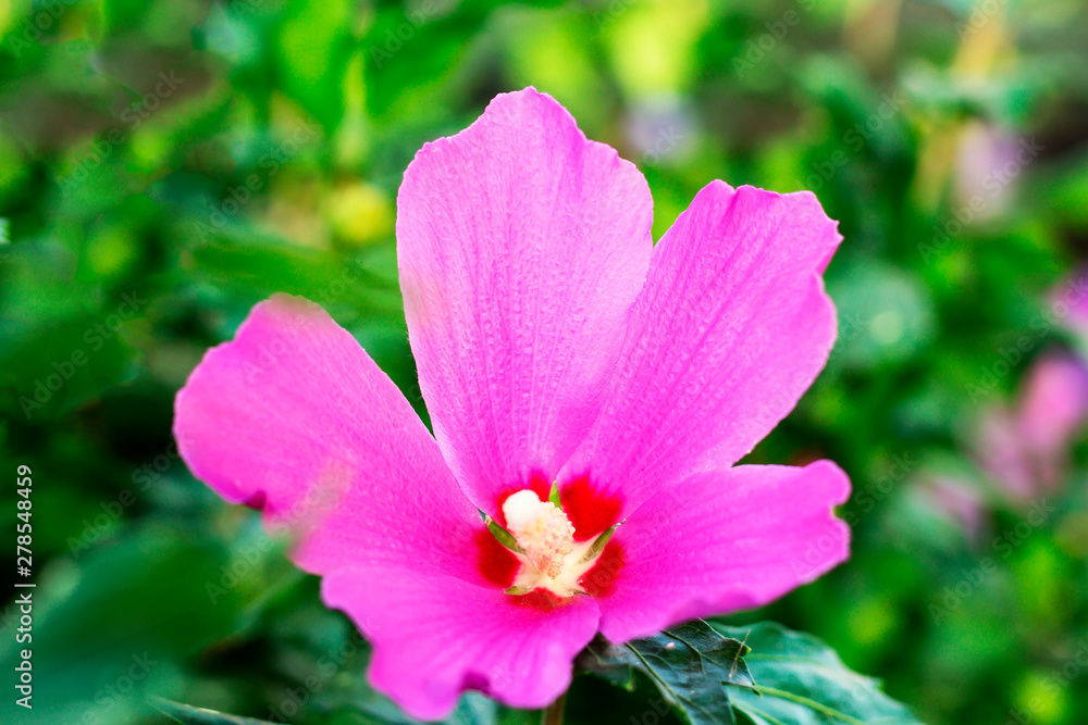 Fototapeta premium Landscape of flowers, parks and natural environment