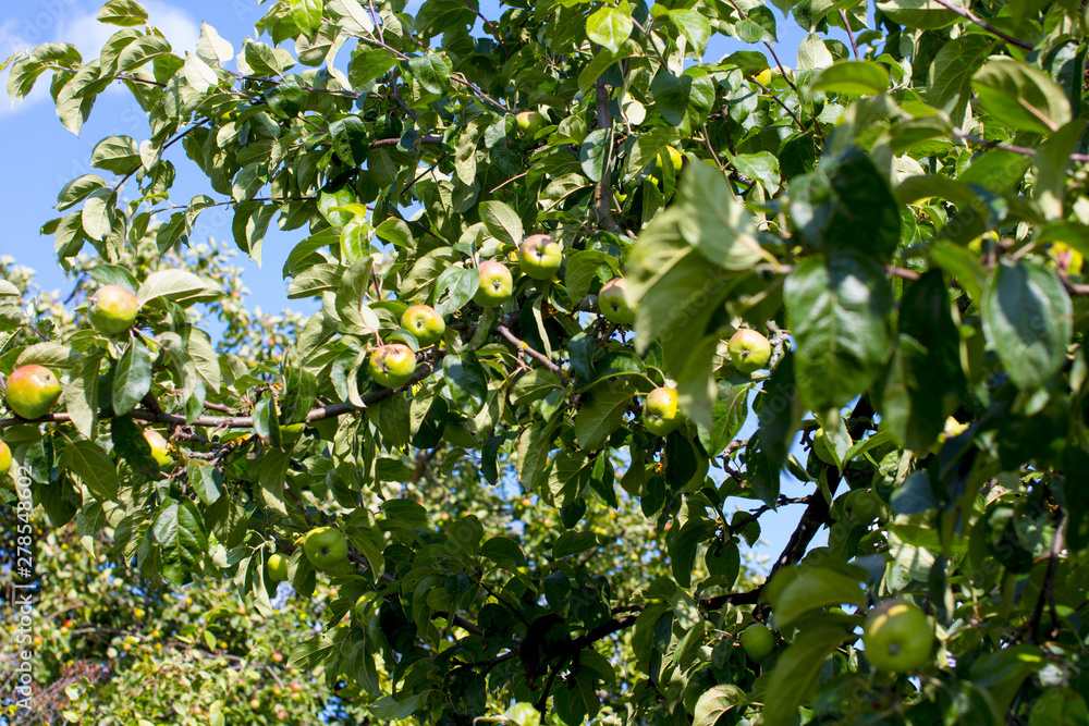 Apples ripen on the tree. Apple orchard. Apples ripen on the tree. Apple orchard.