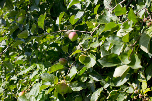 Apples ripen on the tree. Apple orchard.
