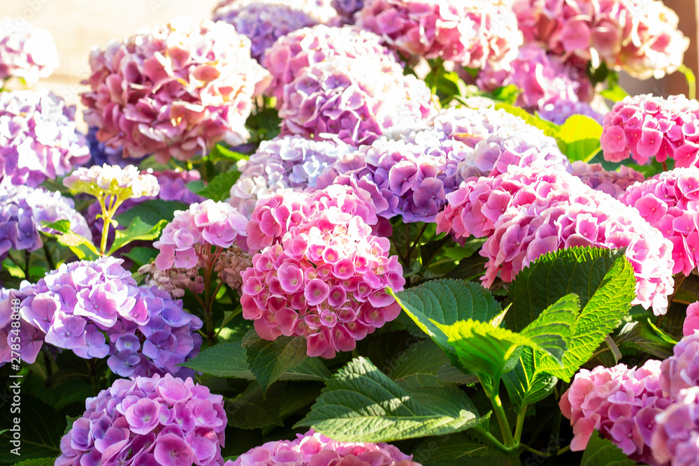 Landscape of flowers, parks and natural environment Landscape of flowers, parks and natural environment