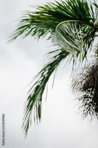 Coconut tree isolated on white background. © ellinnur