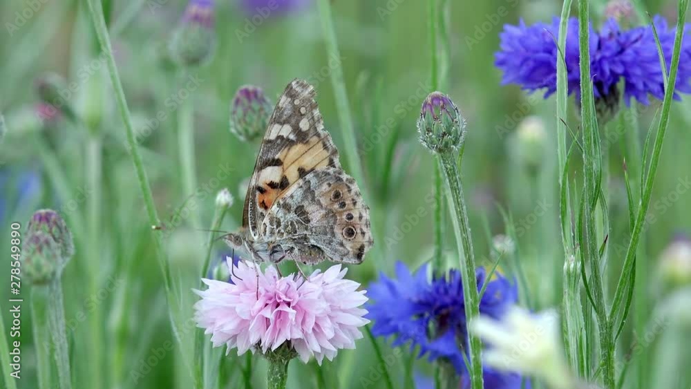 Butterfly painted lady or thistle butterfly on cornflower Butterfly painted lady or thistle butterfly on cornflower