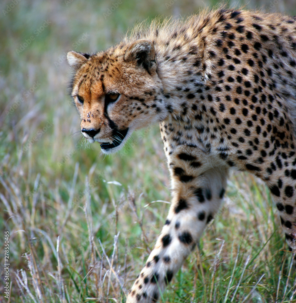 Gepard Gepard