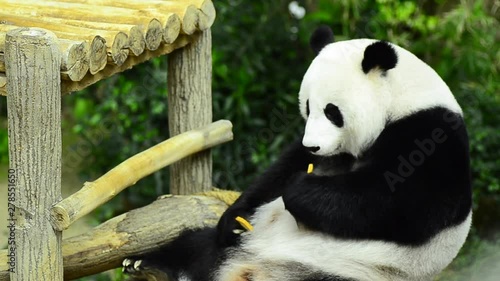 Feeding time, giant panda eating green bamboo leaves