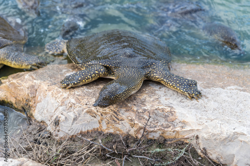 Nile soft-skinned turtle - Trionyx triunguis - climbs onto the stone beach in search of food in the Alexander River near Kfar Vitkin settlement in Israel