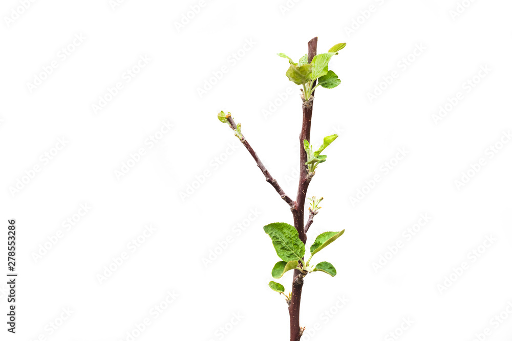 Young apple tree isolated on white background. Young apple tree isolated on white background.