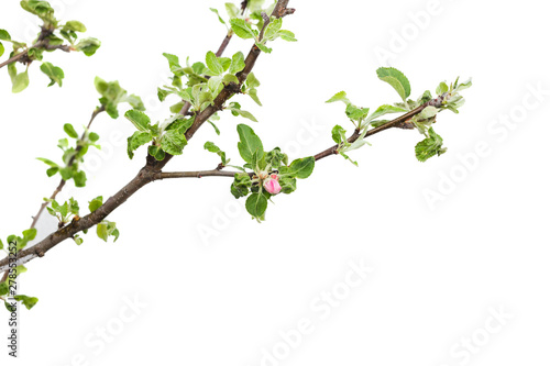 Young apple tree isolated on white background.