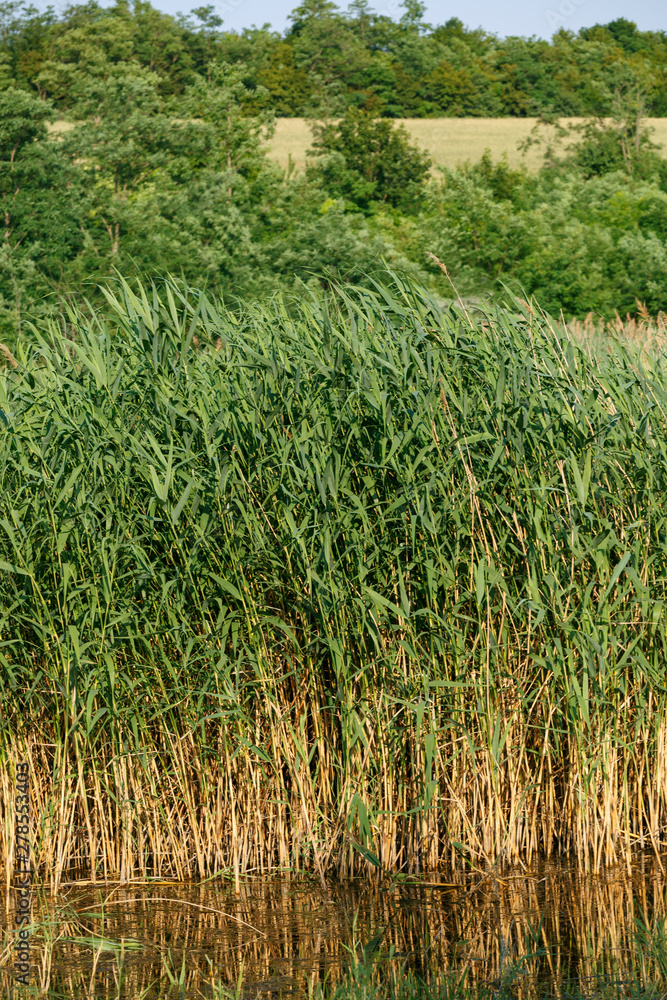 Beautiful young tall reeds growing in the water.