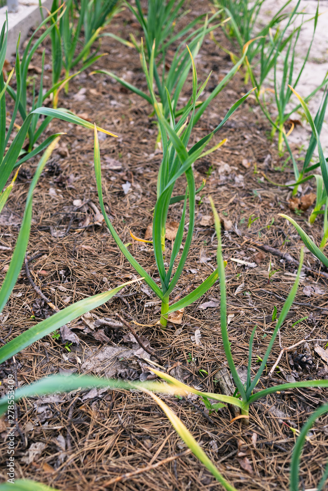 Young garlic in the garden mulching needles with cones Young garlic in the garden mulching needles with cones