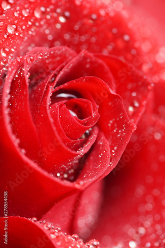 Closeup of Red Rose with water drops