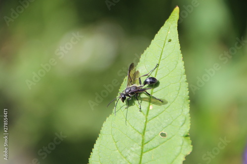 Une fourmi volante noire © franky 28