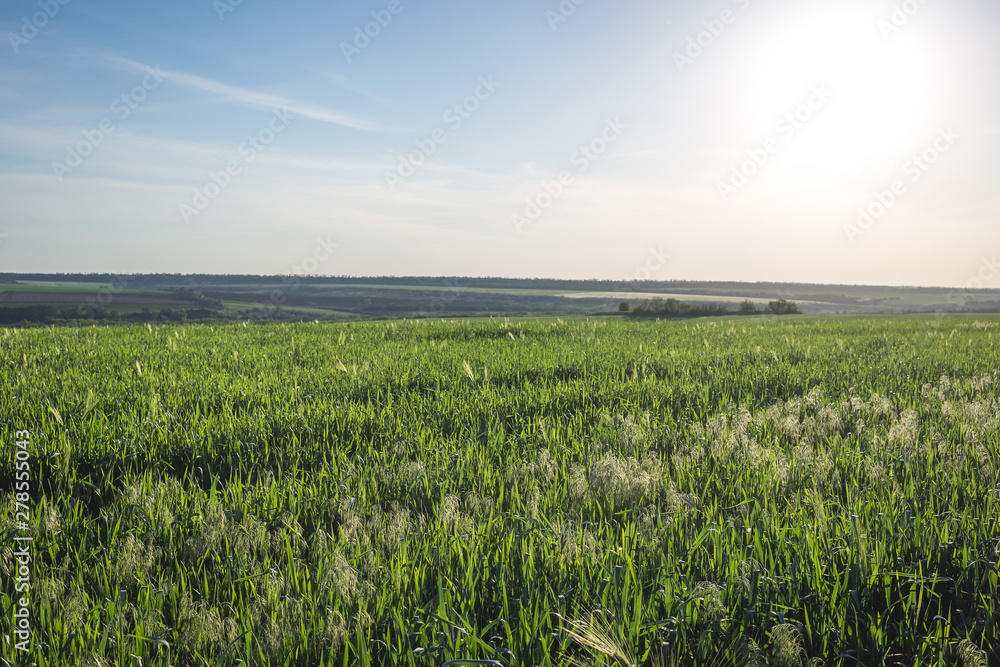 Field of young green oats at sunset