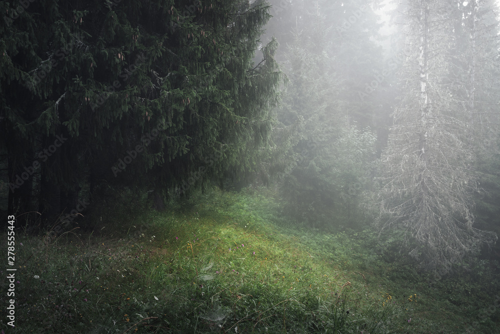 Obraz premium forest glade on a foggy summer morning