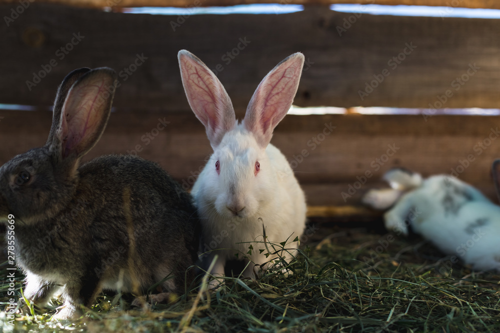 Breeding a large group of rabbits in a small shed. Breeding a large group of rabbits in a small shed.