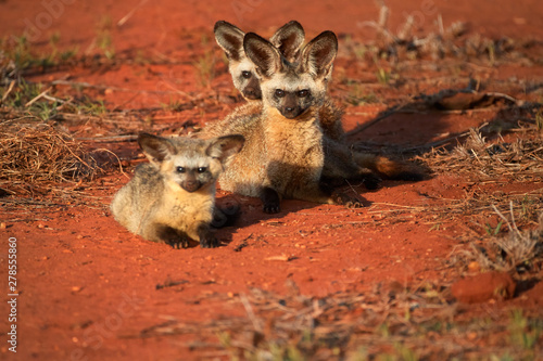 Photography Bat-eared fox, Otocyon megalotis, puppies lying on red ground next to den