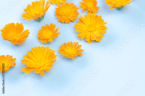 Many buds of orange flowers on a blue background.