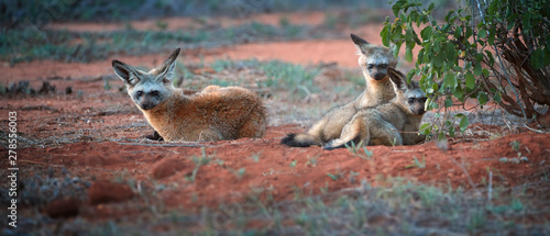 Photography Bat-eared fox, Otocyon megalotis, puppies lying on red ground next to den