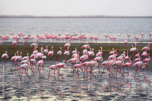 Large flock of pink flamingos in Walvis Bay, Namibia