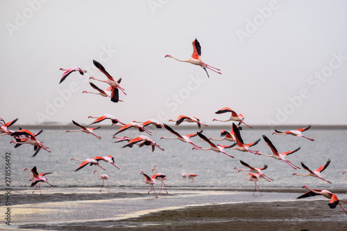 Large flock of pink flamingos in flight at Walvis Bay, Namibia