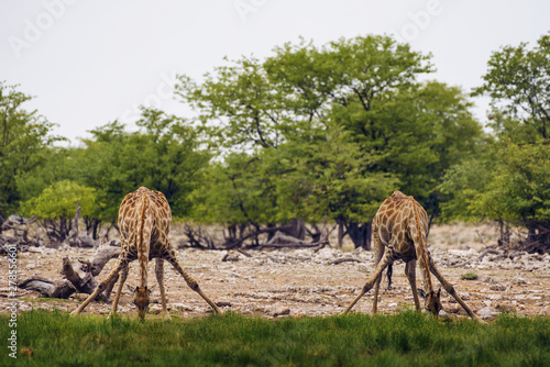 Two giraffes drink water from a waterhole in Etosha National Park